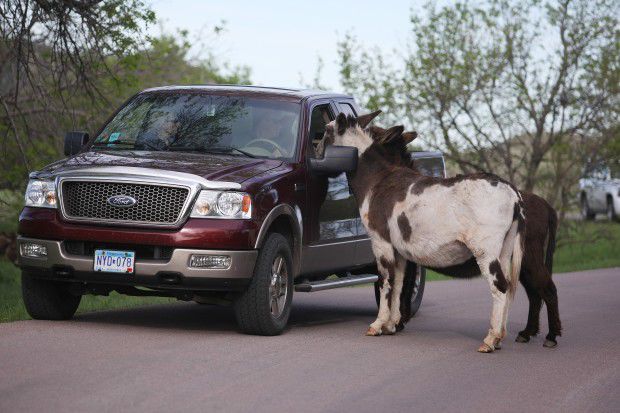 CusterStateParkWildlife3.JPG
